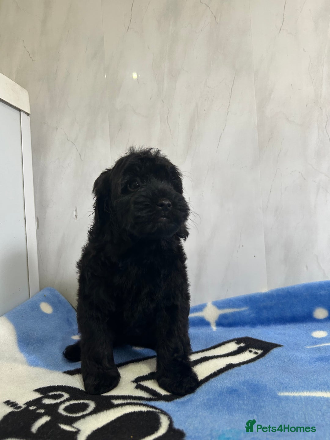 Cockapoo dogs for sale: Beautiful cockapoos - Advert 9