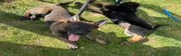 German Shepherd dogs for sale: STUNNING, Chunky Dutch Herder x GSD Puppies - Advert 21