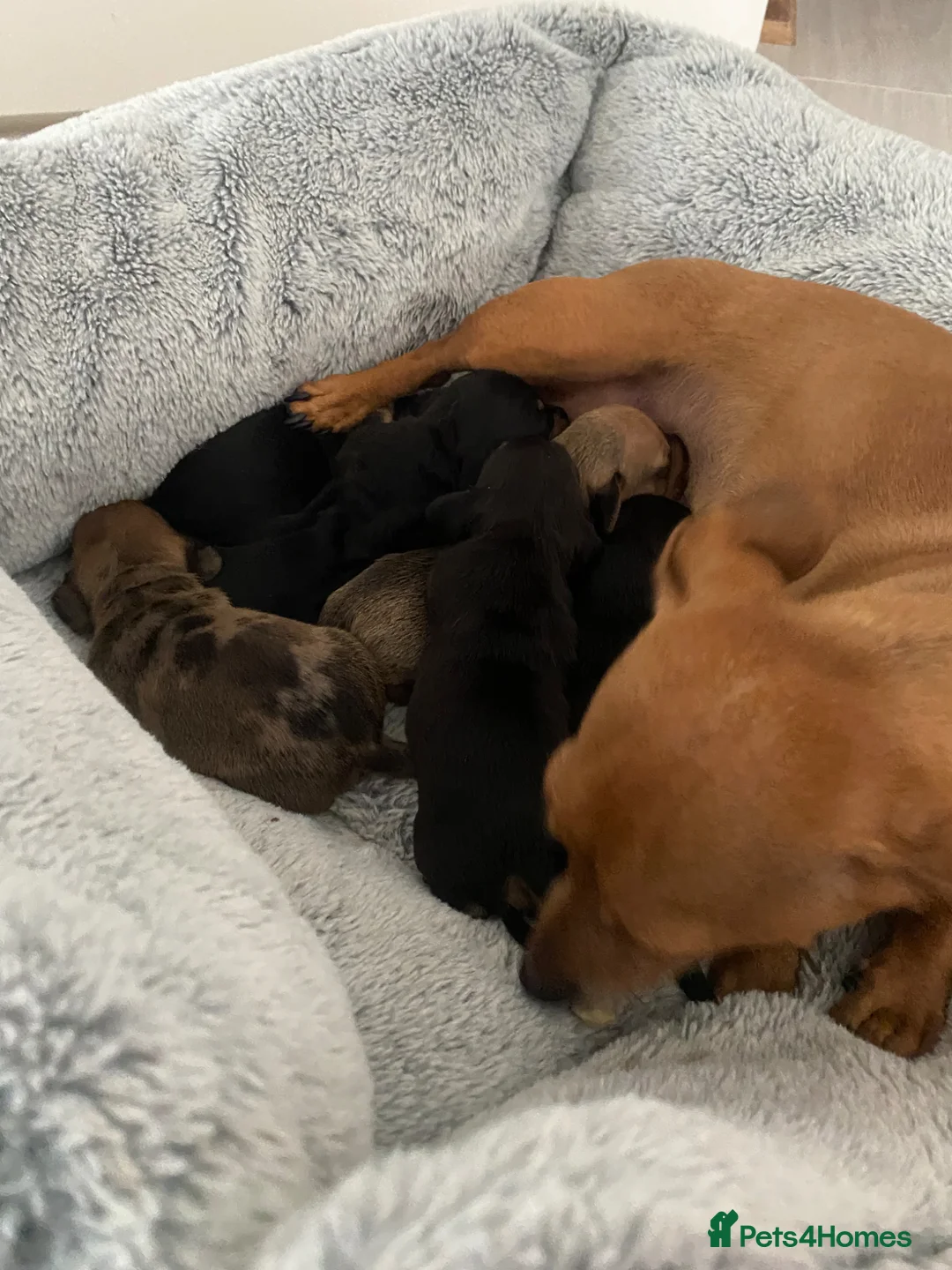 Dachshund dogs for sale: Miniature dashund  - Advert 1