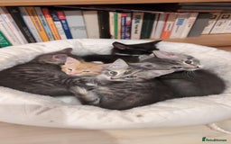Maine Coon cats for sale: Beautiful half maine coon kitten - Image 2