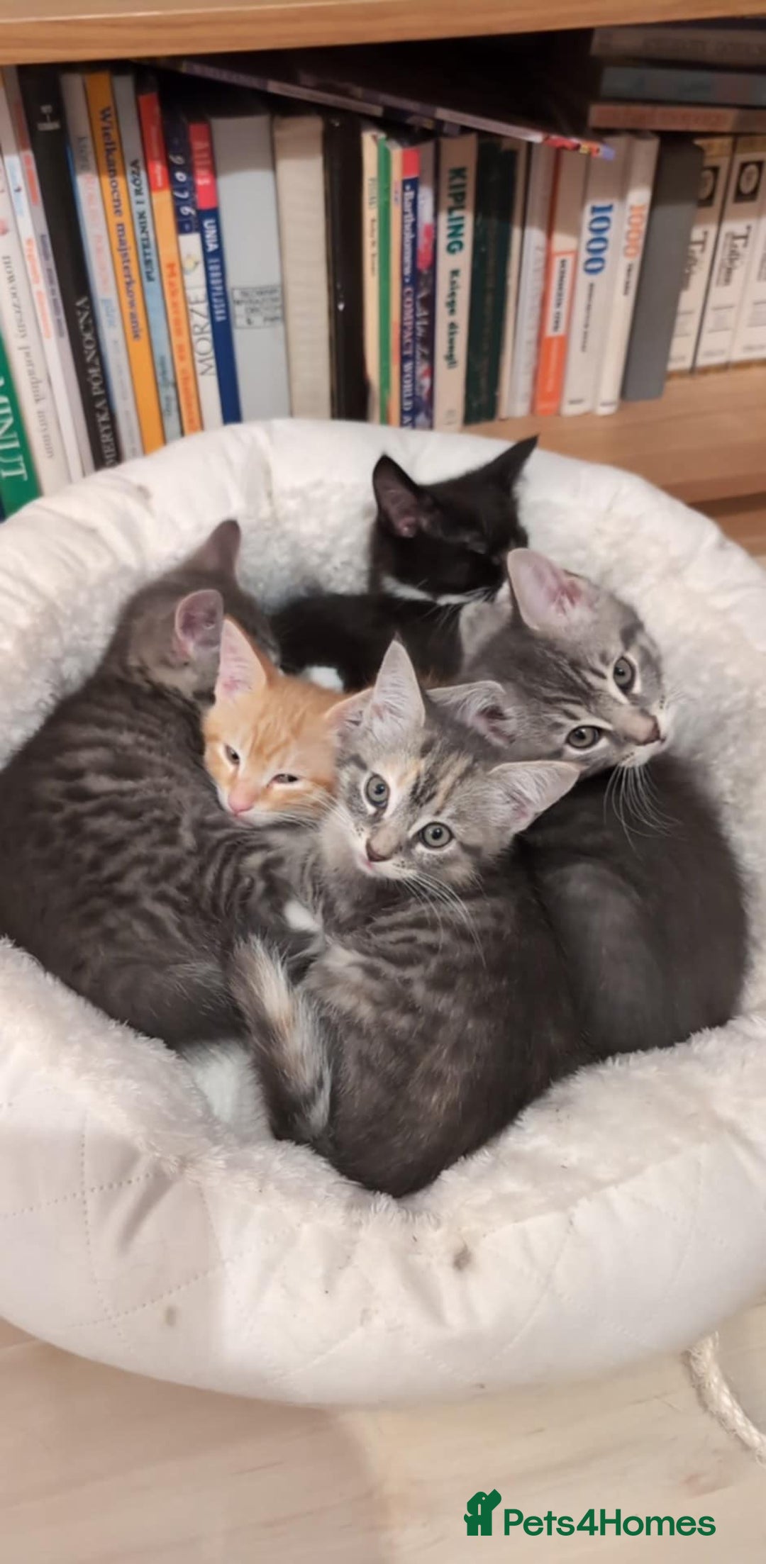 Maine Coon cats for sale: Beautiful half maine coon kitten - Image 2