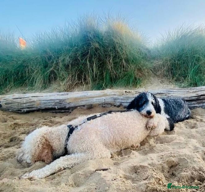 Sheepadoodle dogs for sale: Sheepadoodle pups - Advert 9