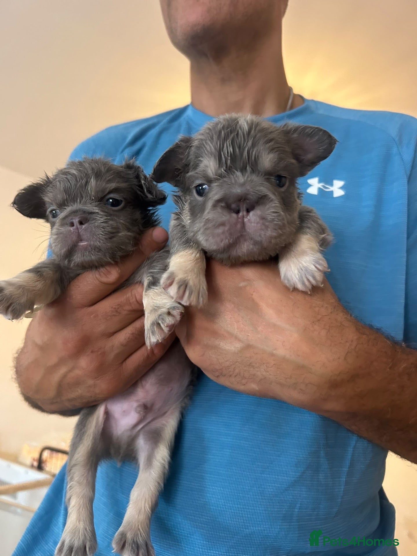 French Bulldog dogs French bulldog puppy's  - Advert 2