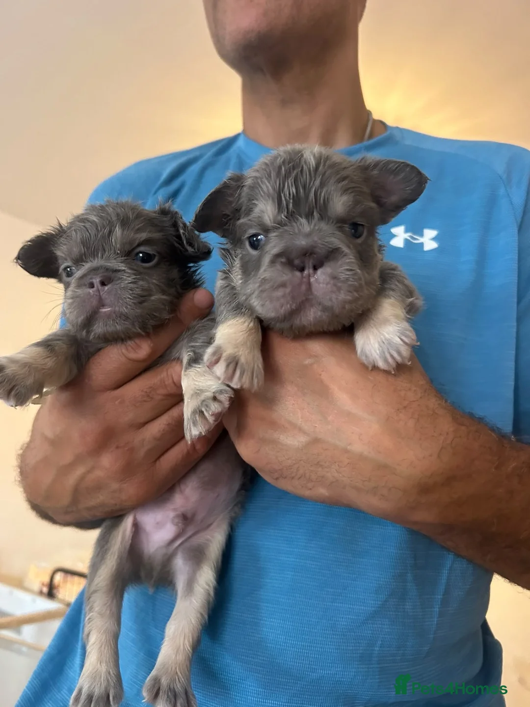 French Bulldog dogs for sale: French bulldog puppy's  in Havant - Advert 2