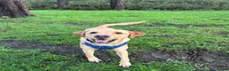 Labrador Retriever dogs for stud: Gorgeous KC Purebred Yellow Labrador For Stud - Advert 40