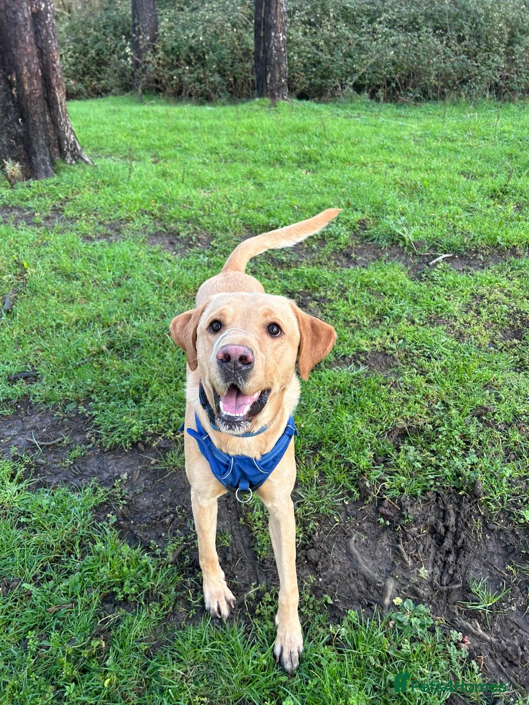 Labrador Retriever dogs for stud: Gorgeous KC Purebred Yellow Labrador For Stud - Advert 40