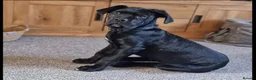 Cane Corso dogs for sale: Gentle family loving giant ‘Mac’ 4yr old - Advert 3