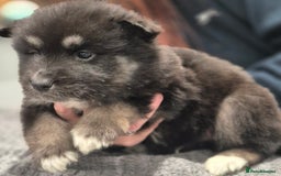 Huskita dogs for sale: FABULOUS HUSKITA PUPPIES Husky x Akita - Image 14