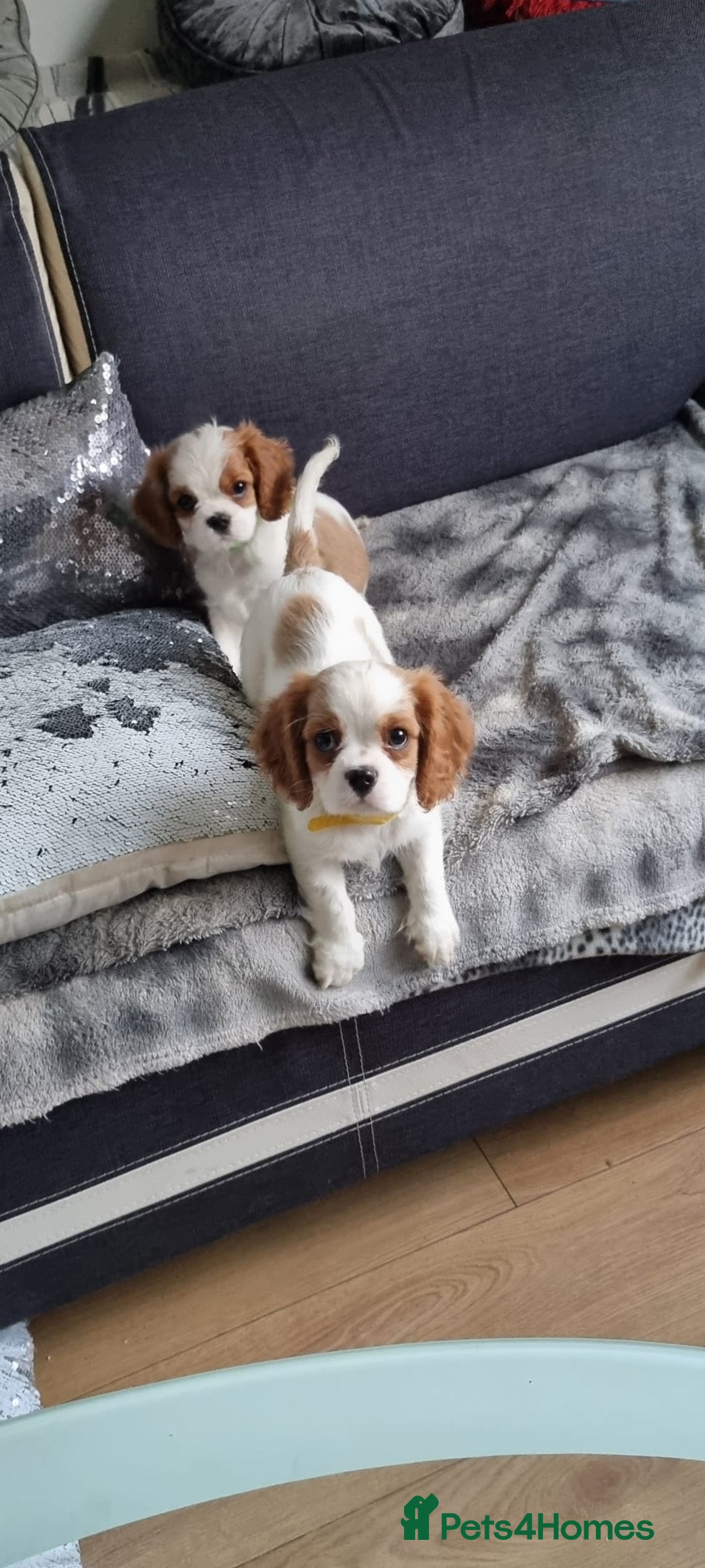 Cavalier King Charles Spaniel dogs for sale: Cavaliers King Charles spaniels - Image 10
