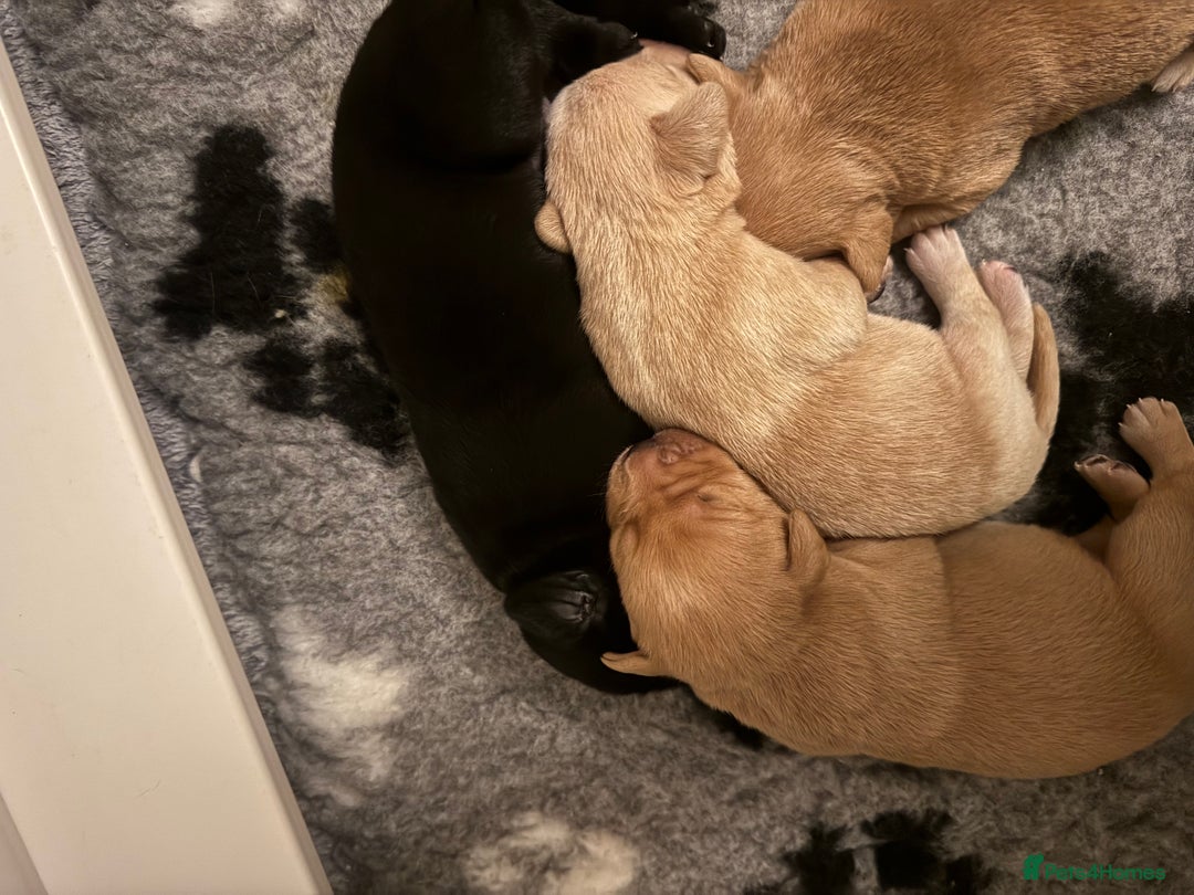 Labrador Retriever dogs for sale: Kc registered, family & working puppies for sale  - Advert 5