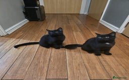 Mixed Breed cats for sale: British Short hair mixed breeds  - Advert 29