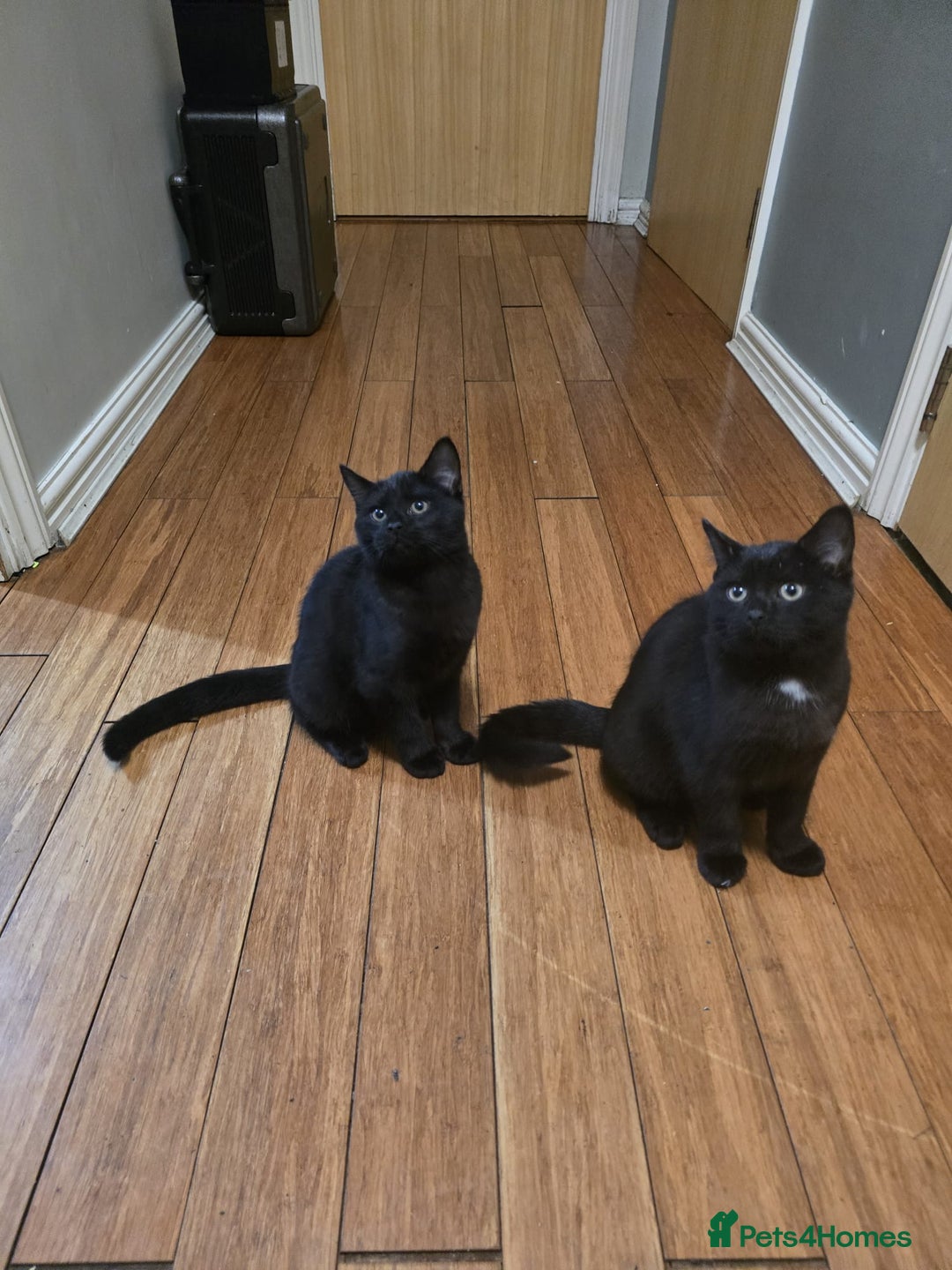 Mixed Breed cats for sale: British Short hair mixed breeds  - Advert 29