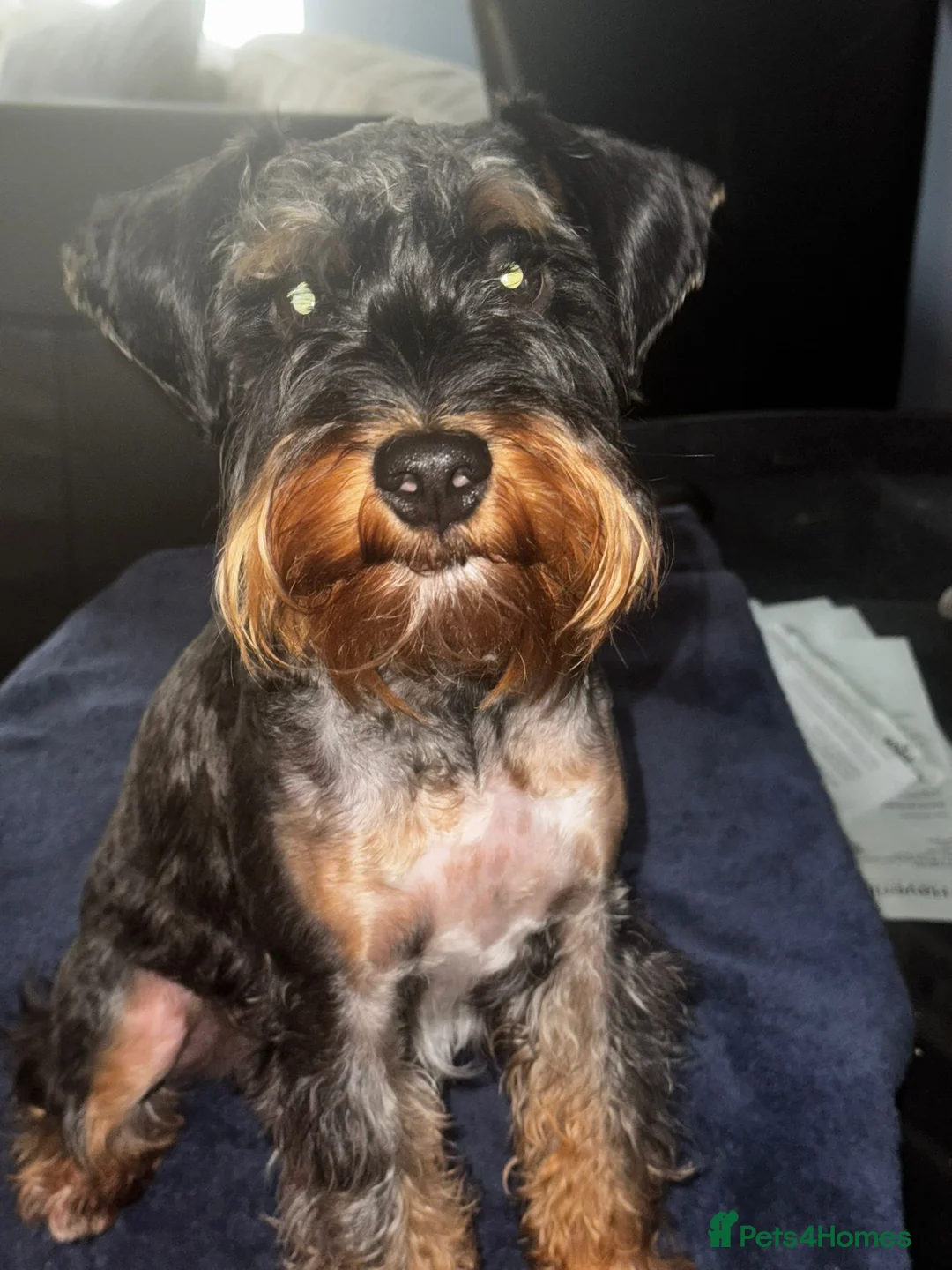 Schnoodle dogs for stud: RARE coloured mini schnoodle - Stud  - Advert 9