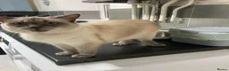 Ragdoll cats for sale: Female ragdoll - Advert 4