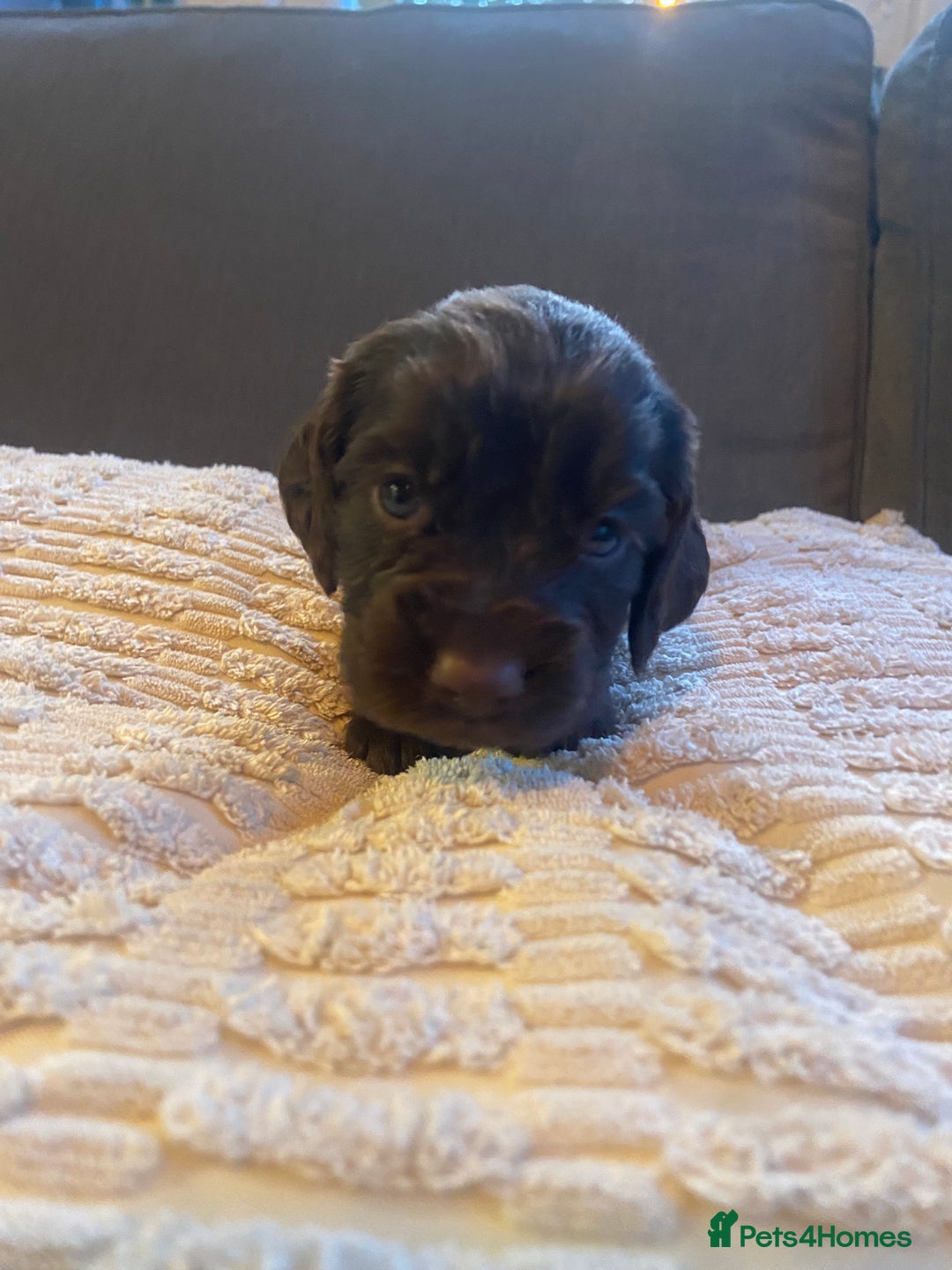 Cocker Spaniel dogs for sale: 10 Gorgeous KC Cocker Spaniel Puppies - Image 9