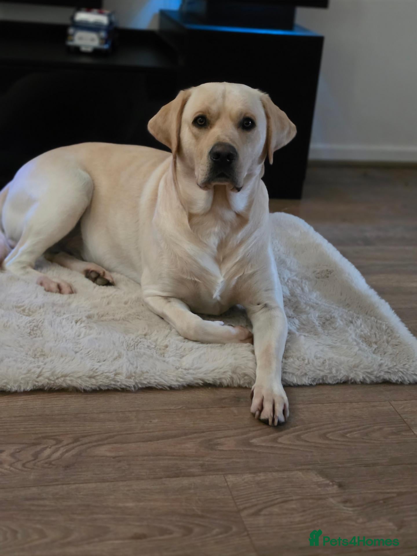 Labrador Retriever dogs for stud: STUD ONLY KC REGISTERED LABRADOR FTC BLOODLINES  - Advert 2