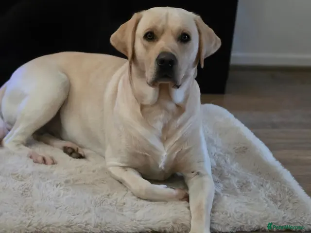 Labrador Retriever dogs for stud: STUD ONLY KC REGISTERED LABRADOR FTC BLOODLINES - Advert 2