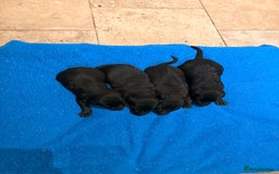 Mixed Breed dogs for sale: F1 Whippet x Bedlington terrier  - Image 6