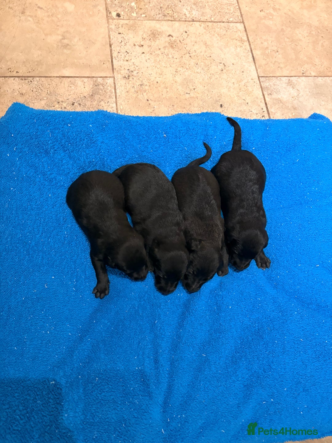 Mixed Breed dogs for sale: F1 Whippet x Bedlington terrier  - Image 6