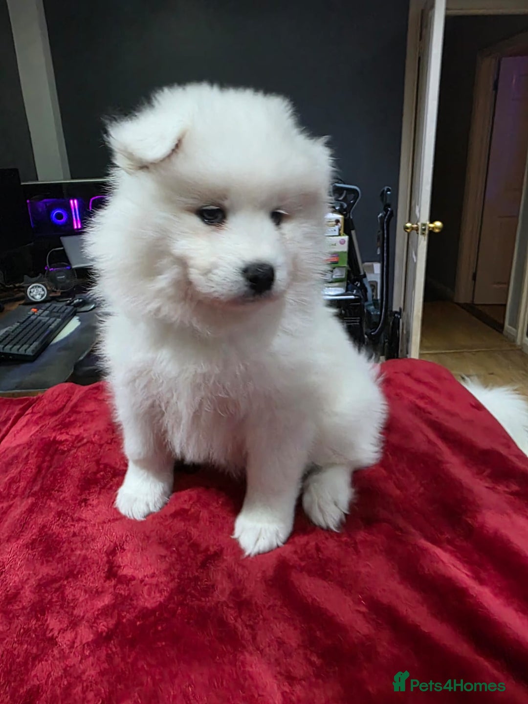 Samoyed dogs for sale: Samoyed puppies for sale  - Image 3