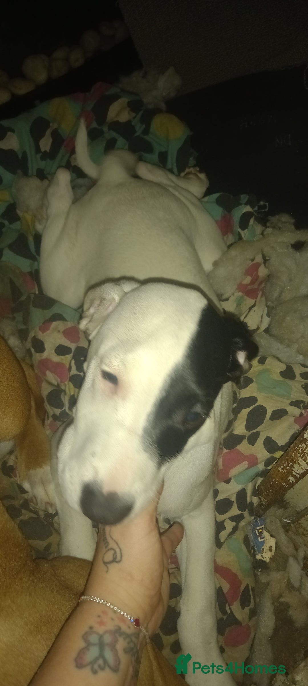 Mixed Breed dogs for sale: Spot American bulldog x pointer - Advert 2