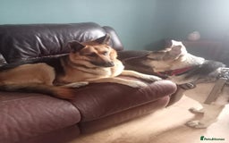 Mixed Breed dogs for adoption: Jessica stunning German Shepherd  - Image 4