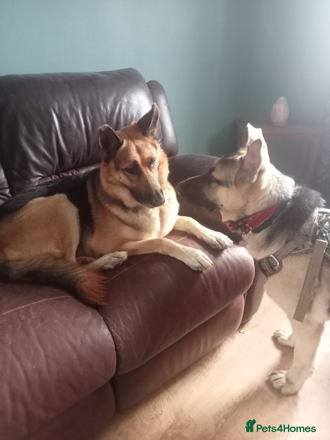 Mixed Breed dogs for adoption: Jessica stunning German Shepherd  - Image 4