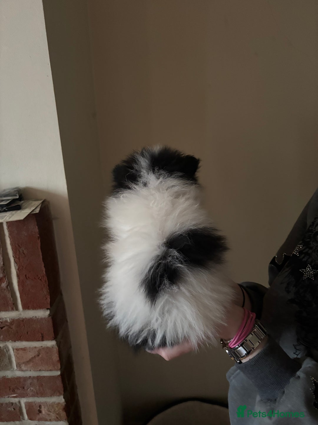 Pomeranian dogs for sale: Cute fluffy Pomeranian puppies for sale - Advert 12