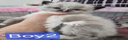 Ragdoll cats for sale: 🐾 Beautiful Ragdoll Kittens looking for homes 🐾 - Advert 5
