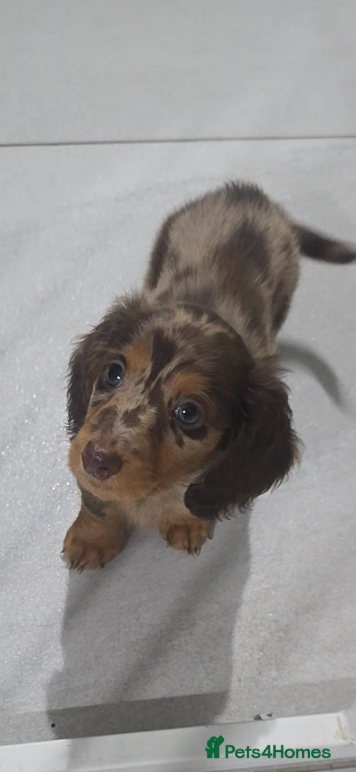 Miniature Dachshund dogs Miniature kC reg LH Dachshund chocolate dapple - Advert 9