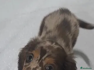 Miniature Dachshund dogs Miniature kC reg LH Dachshund chocolate dapple - Advert 10