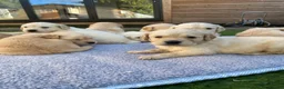 Golden Retriever dogs for sale: ⭐ KC Registered Golden Retriever Puppies ⭐️  - Advert 18