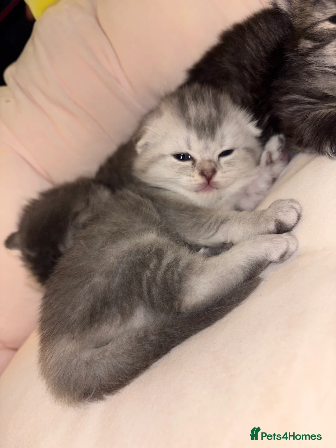 Scottish Fold cats for sale: Absolutely unreal Scottish fold x BSH litter!  - Advert 15