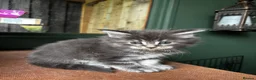 Maine Coon cats for sale: Majestic Maine Coon Kittens  - Advert 15