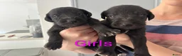 Mixed Breed dogs for sale: 8 Bedlington/Whippet Puppies - Advert 3