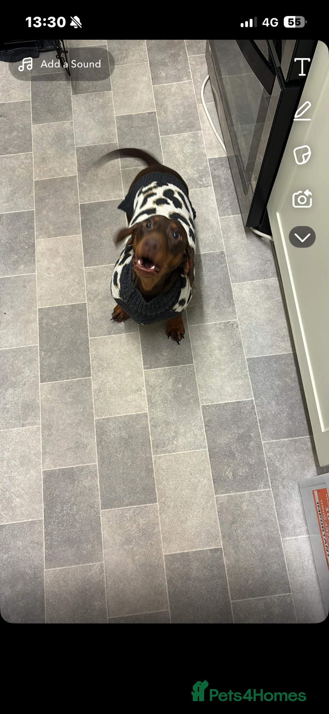 Miniature Dachshund dogs for sale: Miniature dachshund  - Advert 3