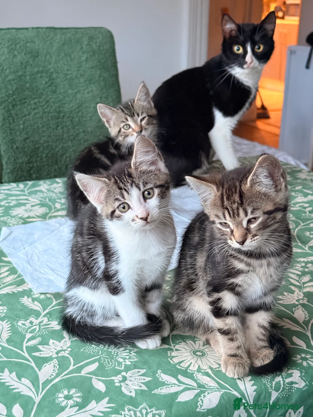 British Longhair cats for sale: Four adorable kittens! - Advert 1