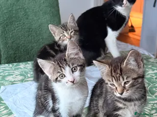 British Longhair cats Four adorable kittens! - Advert 1