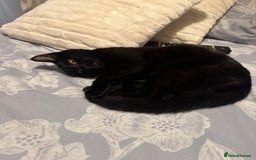 Domestic Shorthair cats for sale: Domestic Shorthair cat for free - Image 3