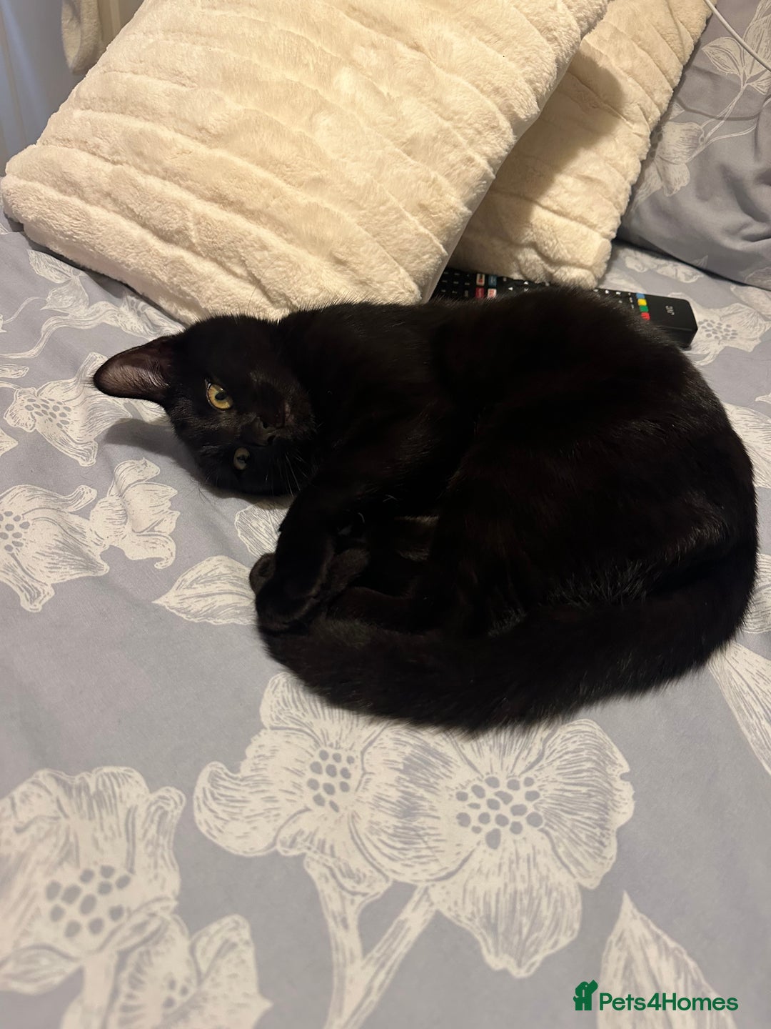 Domestic Shorthair cats for sale: Domestic Shorthair cat for free - Image 3