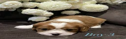 Cavalier King Charles Spaniel dogs for sale: DNA HEALTH TESTED CAVALIER KING CHARLES  - Advert 9