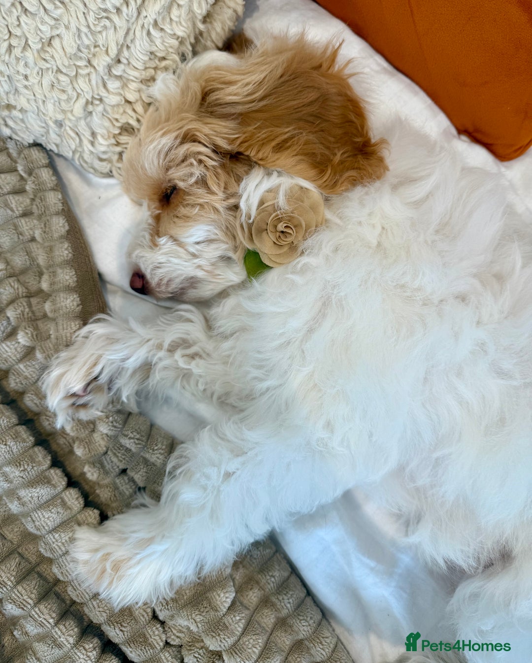 Cockapoo dogs for sale: Re-homing 8month old Luna- Female Cockapoo - Advert 6