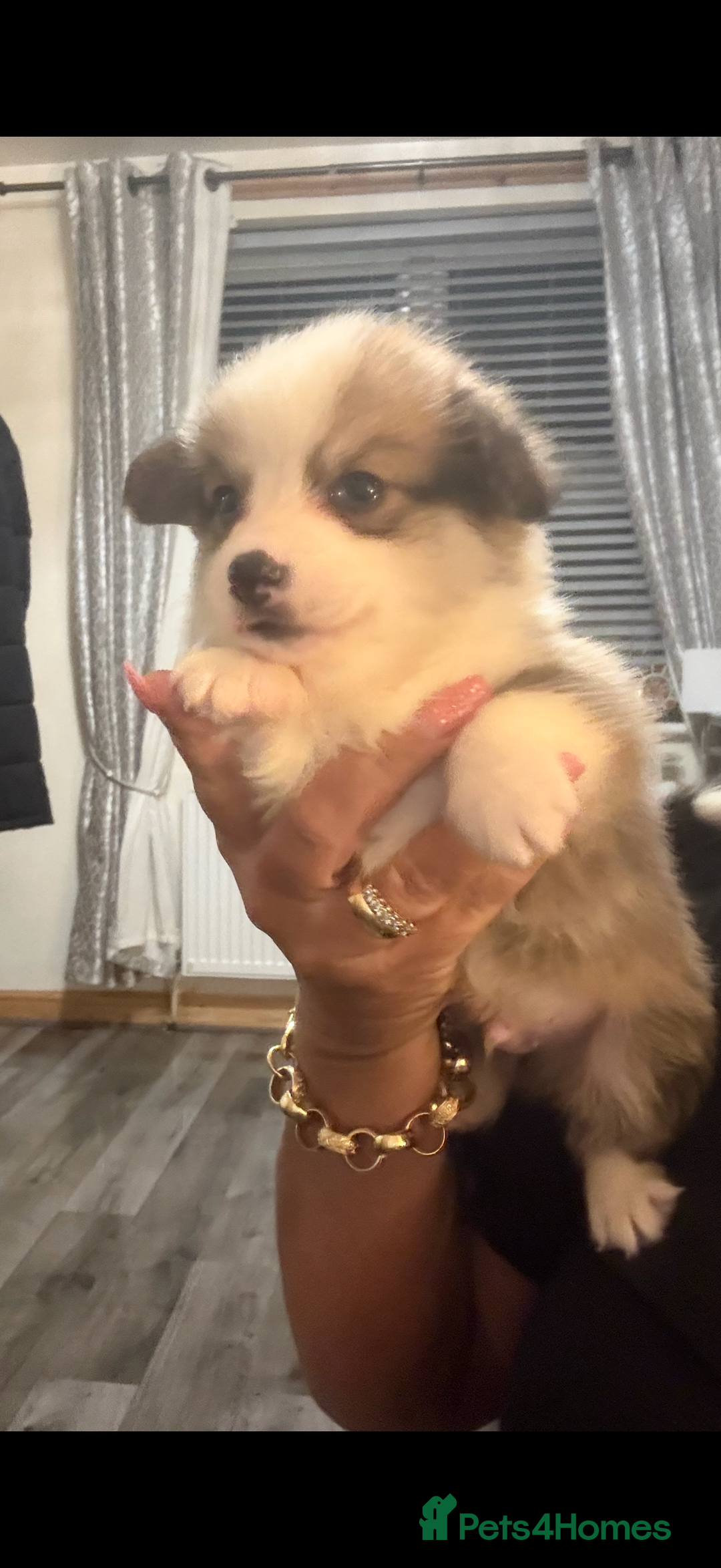 Welsh Corgi Pembroke dogs for sale: Kc reg Pembroke corgi babies available  - Advert 9