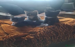 Mixed Breed cats for sale: 3 BEAUTIFUL KITTENS 😸 AVAILABLE STRAIGHT AWAY  - Advert 22