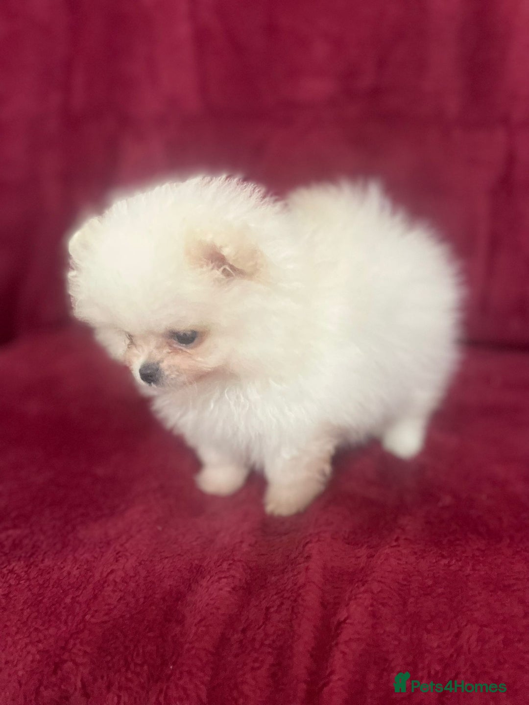 Pomeranian dogs for sale: 3 tiny girls ready now*price reduced £2000 - Advert 22
