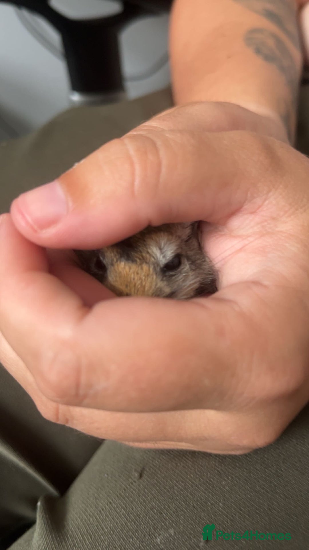 Gerbil rodents for sale: X2 female gerbils  - Advert 7