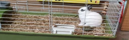 Netherland Dwarf rabbits for sale: Netherland Dwarf Rabbit  - Advert 7