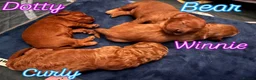 Cavapoo dogs for sale: Cavapoo Puppies - Deposits ready to be taken. - Advert 10
