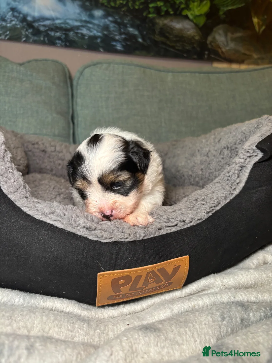 Mixed Breed dogs for sale: Cute Shichon x Chihuahua Puppies Available - Advert 20