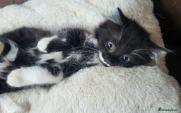 British Longhair cats for sale: 2 gorgeous kittens avaliable  - Image 10